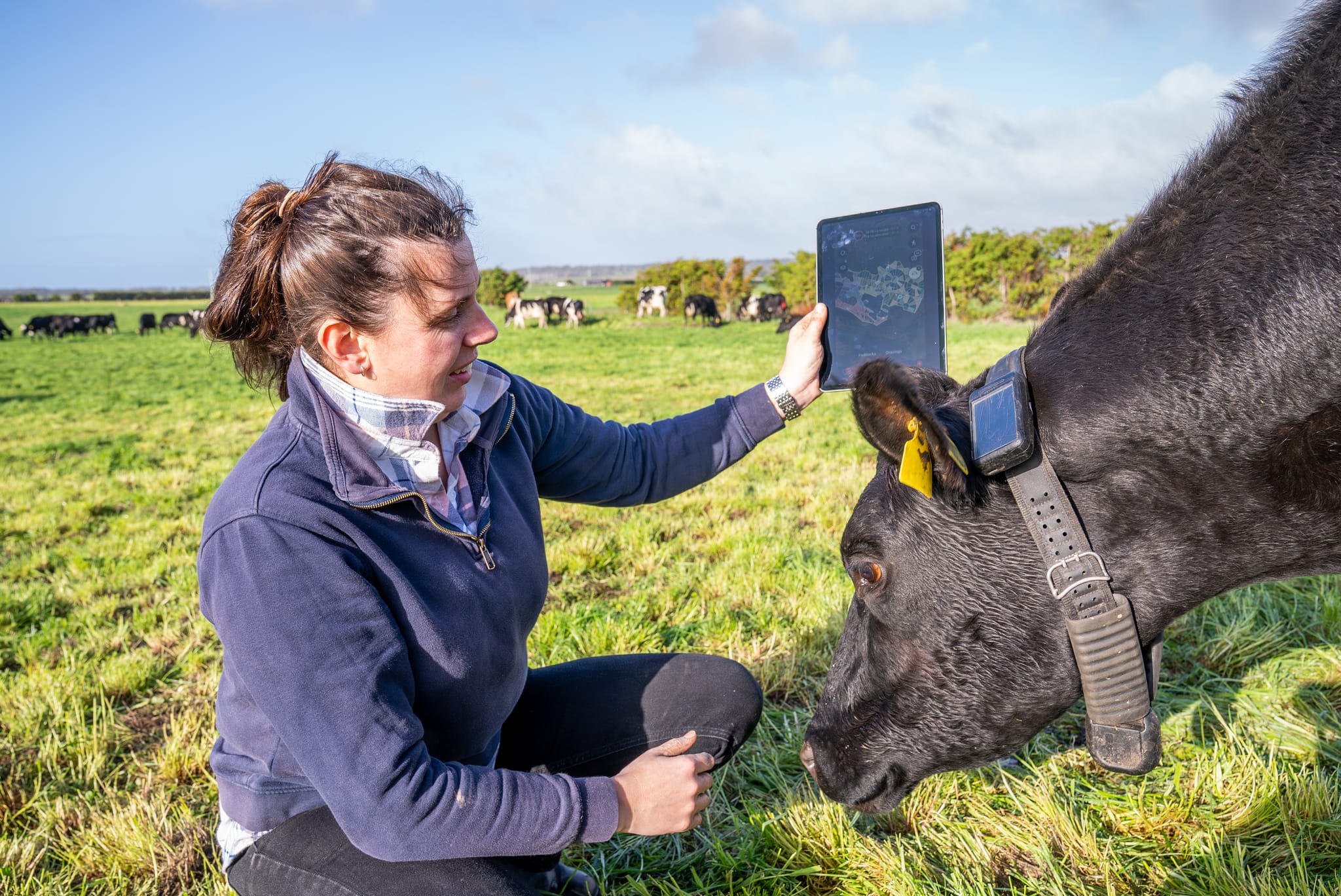 Cattle tracking