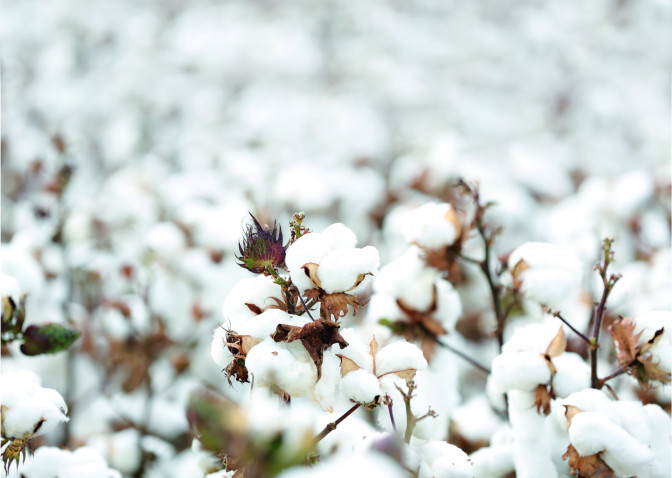 Cotton ready for harvest