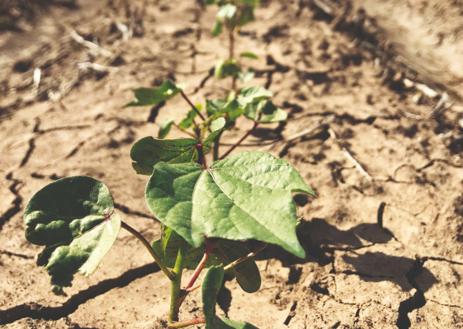 Cotton plants in the ground - greebn