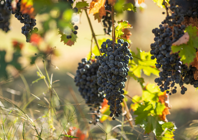 ripe purple grapes hanging on a vine